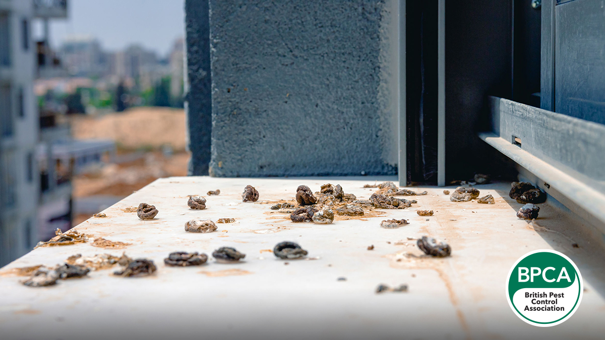 Pigeon poo on a window ledge evidence of bird infestation Pigeon poo on a window ledge evidence of bird infestation